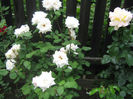 Picture My plants 256