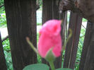 Picture My plants 258
