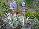 VARIEGATA1