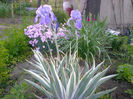 VARIEGATA2