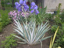VARIEGATA3