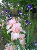 VISION IN PINK2