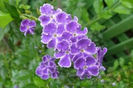 duranta erecta