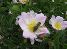 natura inflorita 003