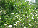 natura inflorita 009