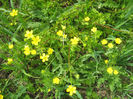 natura inflorita 022
