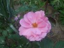 poza flori 155
