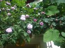 poza flori 162