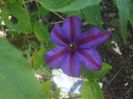 poza flori 175