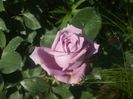 Mamie Blue