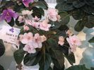 DSCF5739