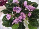 DSCF5754