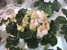 DSCF5774