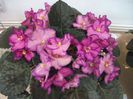 DSCF5797