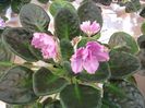 DSCF5799