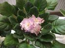 DSCF5819