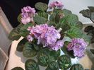 DSCF5868