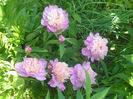 Picture 3037