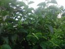 DSC_0506[1]