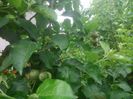 DSC_0505[1]