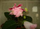 DSC08833