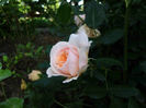 garden of rose