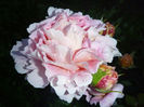 Abraham Darby