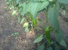 photo0270