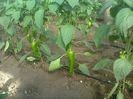 photo0272