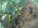 photo0273