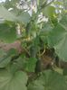 photo0281