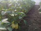 photo0253