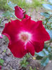 DSC05273