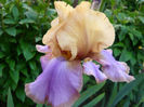P1060387