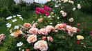 2014-05-23 Caramela- Kordes