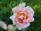 Abraham Darby