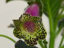Kohleria Veronica (ni)