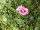 DSC02329
