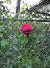 DSC02331