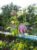 DSC02332