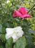 DSC02337