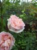 DSC02339