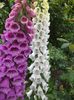 digitalis