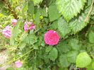 DSC02349