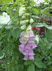DSC02350