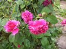 DSC02351