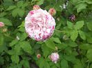 DSC02354