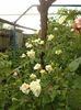DSC02358