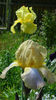 DSC01018