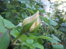 DSCN5161